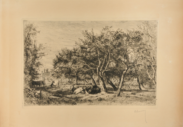 Cows Grazing in Orchard