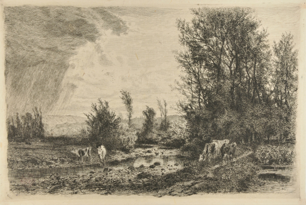 Cattle by a Stream