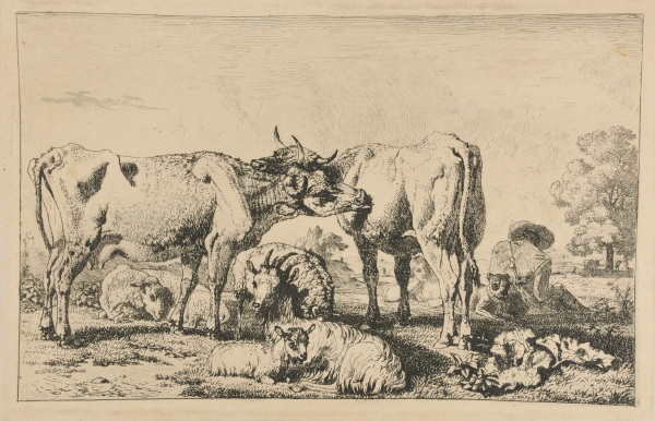 TWO COWS LICKING ONE ANOTHER