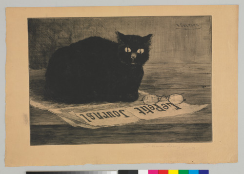 BLACK CAT ON A NEWSPAPER