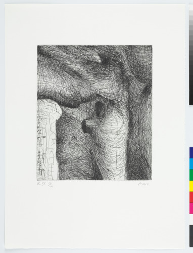 BONES HAVE GREAT VARIETY IN SECTION AND SUBTLE TRANSITION OF ONE SHAPE INTO ANOTHER