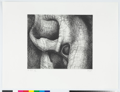 ELEPHANT SKULL, PLATE XXV