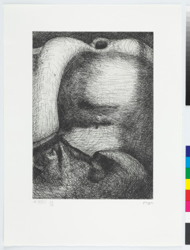 ELEPHANT SKULL, PLATE XXVII