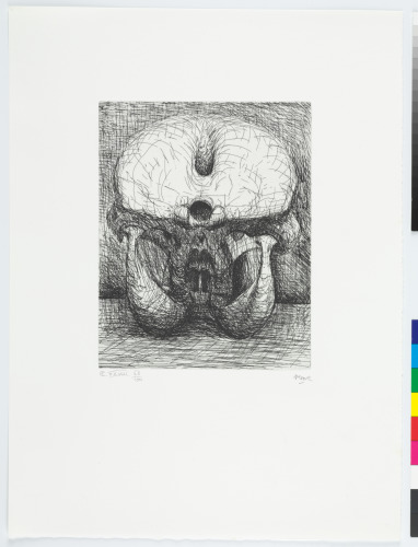 ELEPHANT SKULL, PLATE XXVIII