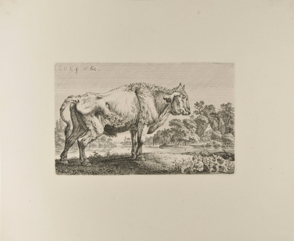 STANDING STEER FACING RIGHT