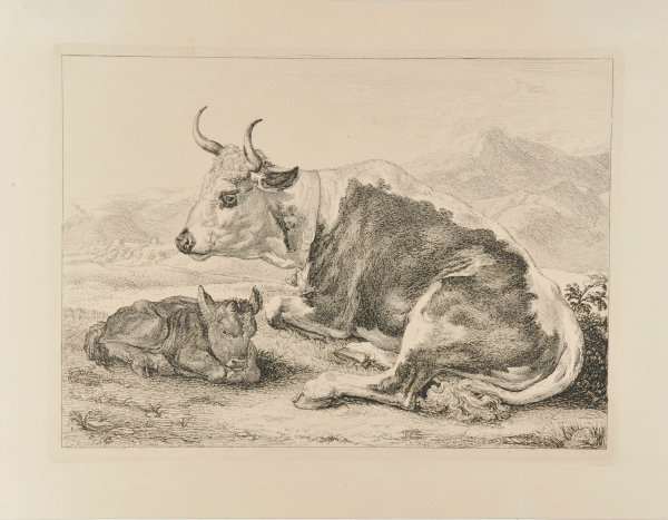 Cow and Calf Resting