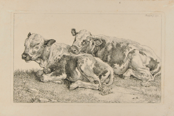 TWO CALVES RESTING
