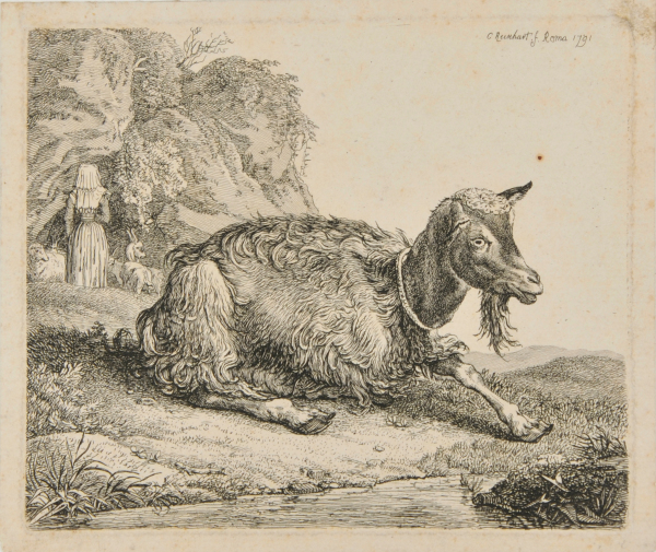 GOAT, TURNED TO RIGHT