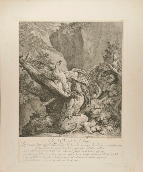 Raub Vögel bey Tage