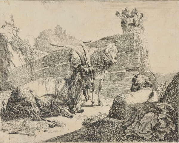 LYING GOAT, STANDING SHEEP, LYING SHEEP AT WOODEN FENCE