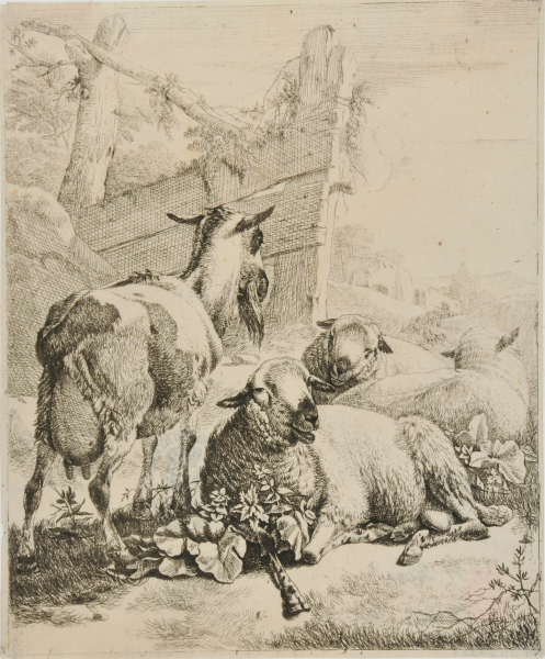 STANDING GOAT AT LEFT, THREE SHEEP LYING AT CENTER-RIGHT
