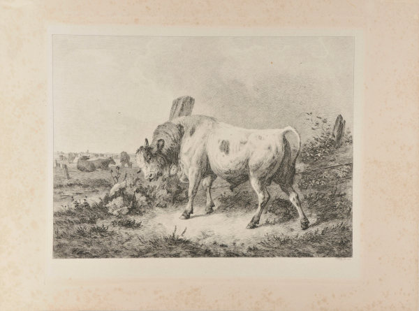 STEER SCRATCHING ON A FENCE POST