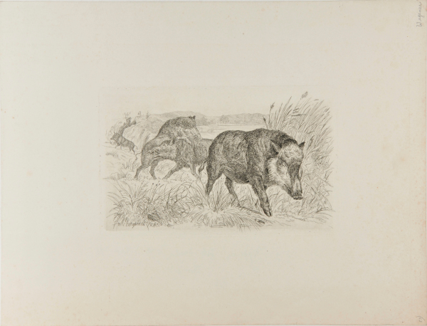 FOUR WILD BOARS