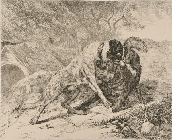 TWO DOGS FIGHTING