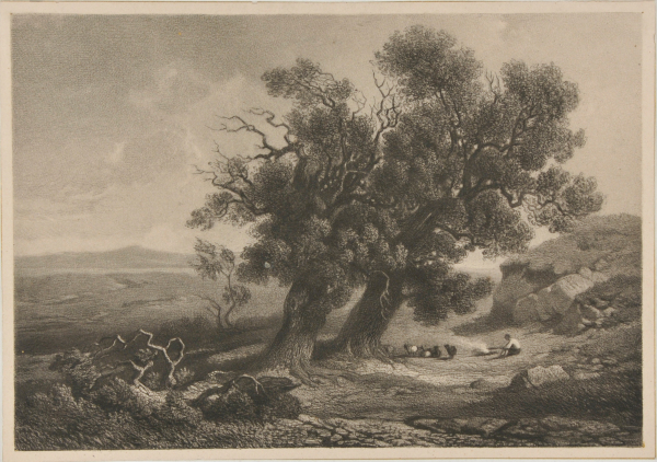 OLD OAKS, WITH SHEPHERD AND SHEEP NEAR A FIRE
