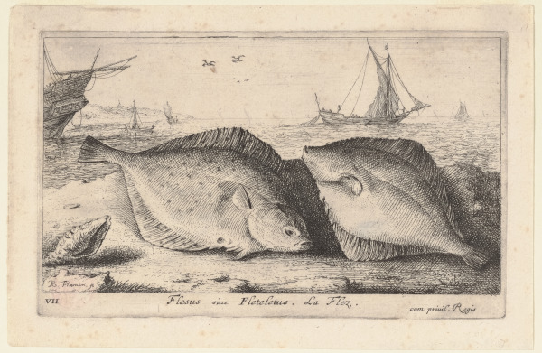 THE FLOUNDER