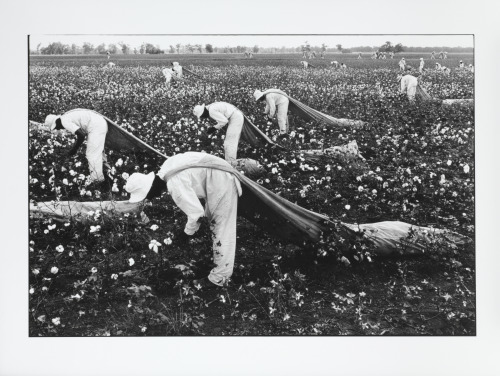 Cotton pickers, Ferguson
