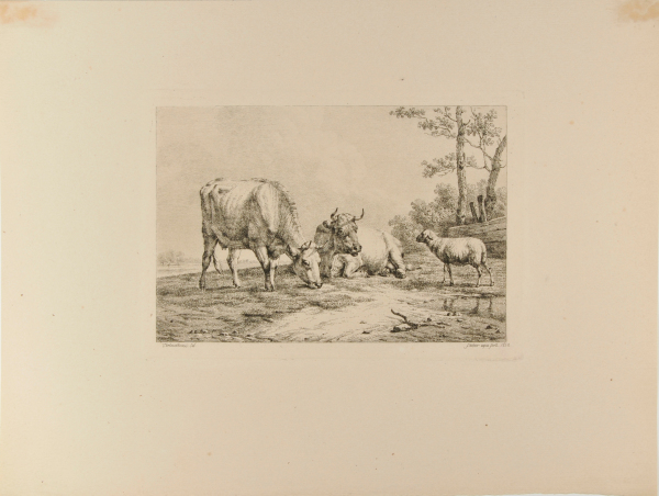 TWO COWS AND A SHEEP