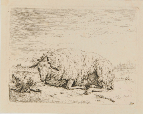 THE SHEEP LYING DOWN