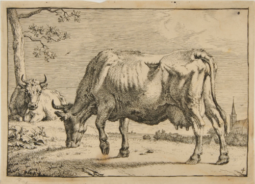 COW IN PASTURE