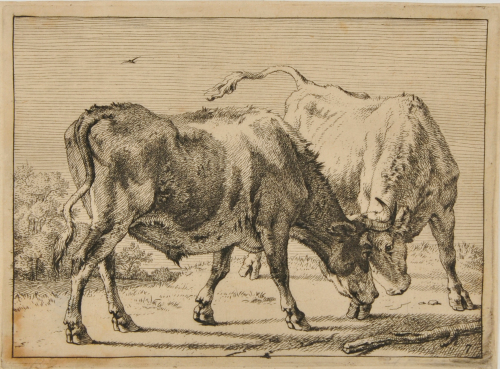 TWO OXEN BUTTING EACH OTHER