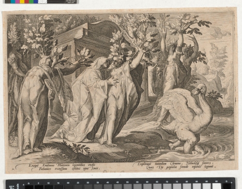 PHAETON'S SISTER CHANGED INTO POPLARS AND CYGNUS INTO A SWAN