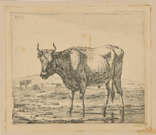 THE OX STANDING IN THE WATER