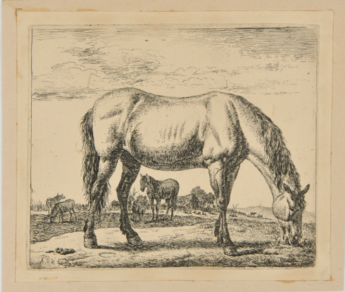 THE HORSE