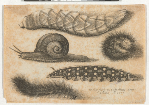 FOUR CATERPILLARS AND A SNAIL