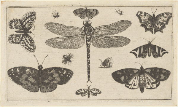 A DRAGONFLY, LADYBIRDS AND BUTTERFLIES