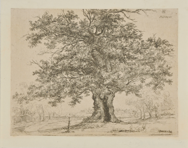 LARGE OAK TREE