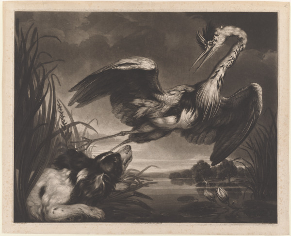 HUNTING DOG AND A HERON