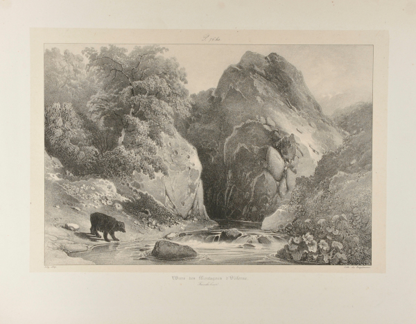 L'OURS DES MONTAGNES D'OLIFERNE