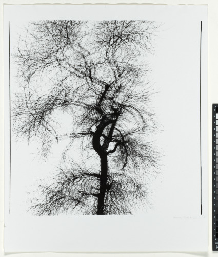 MULTIPLE EXPOSURE TREE, CHICAGO