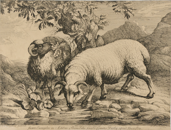 TWO RAMS