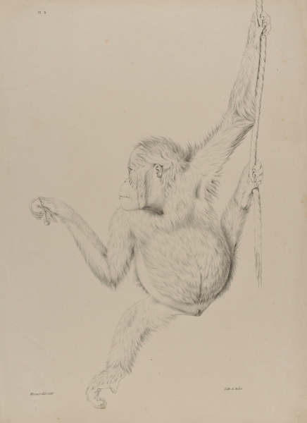 Orangutan Hanging from Vine