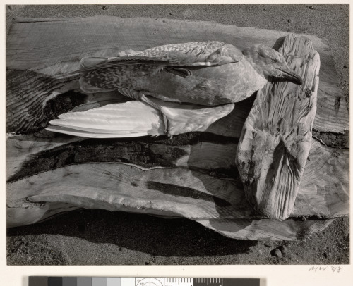 Navarro River, California