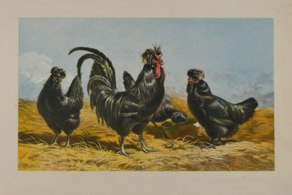 CREVECOEUR ROOSTER AND CHICKENS