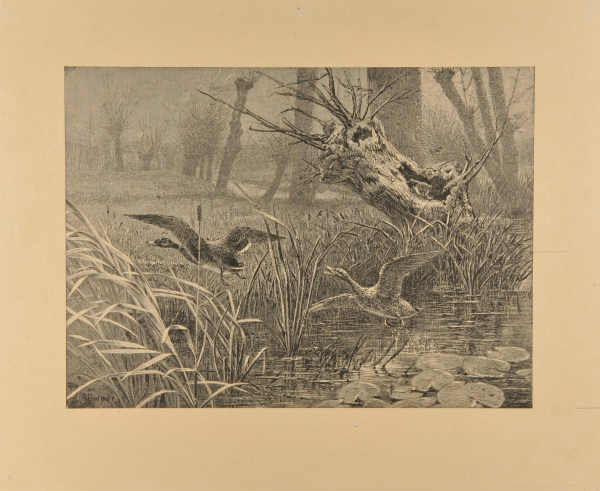 FLYING BIRDS AT POND