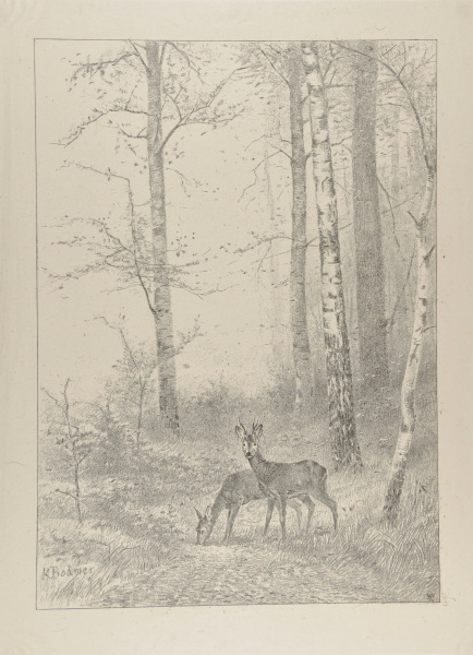 DEER IN THE WOODS