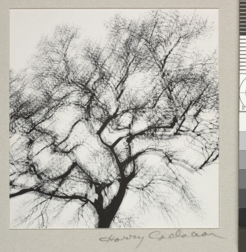 MULTIPLE EXPOSURE TREE, CHICAGO