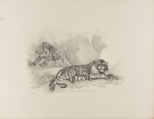 LION AND TIGER