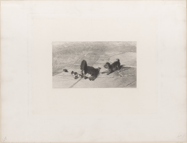 HEN DEFENDING HER CHICKS