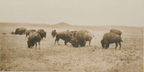 Buffalo Grazing in the Big Open