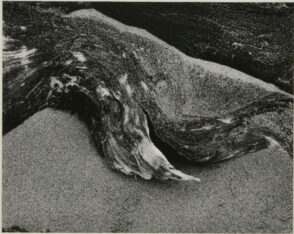 Van Damme State Park, California