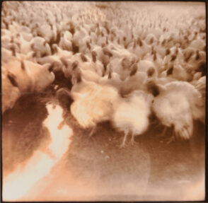 Turkeys Advance, Albany, Ohio