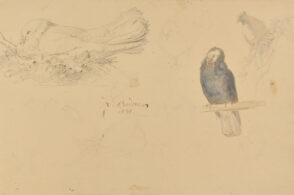 Birds, Sheet of Sketches