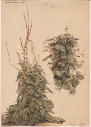 Digitalis and Morning Glory