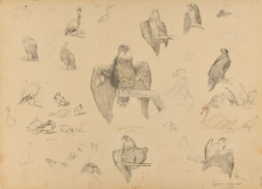 Birds (recto); Two Drawings of Ducks (verso)
