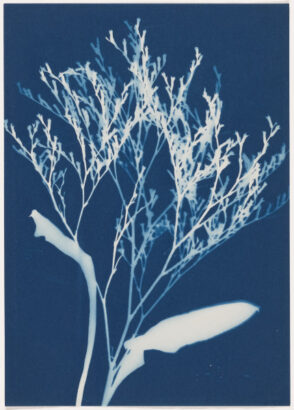 Lamb’s Quarter, South Haven, MI